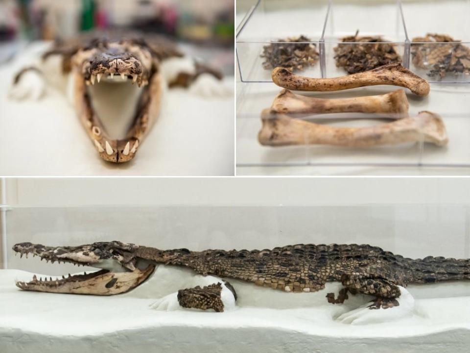 The crocodile and its supporting mould were completed just before Christmas, and were put on display at the school on the evening of January 11, 2021. (Rhondda Cynon Taf Council)