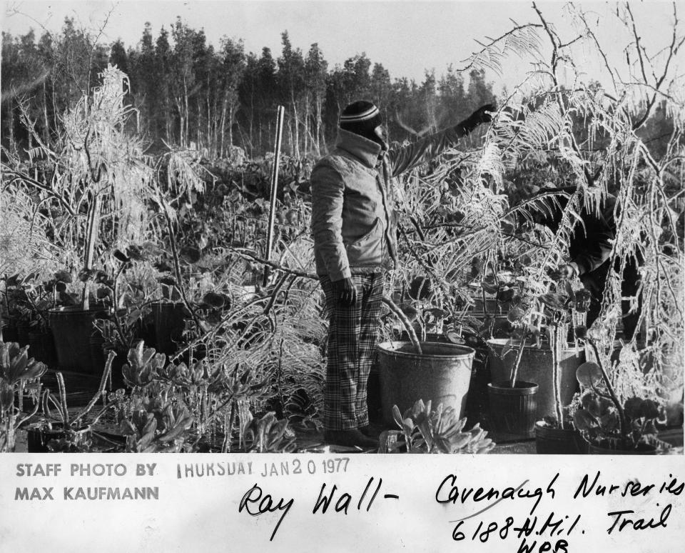 Ice covers the plants at Cavenaugh Nursery on Military Trail in West Palm Beach in January 1977, the year it snowed here.
Ray Wall takes a look at the frozen trees at Cavenaugh Nurseries in West
Palm Beach on Jan. 20, 1977, the day after it snowed in South Florida. The
27-degree temperature recorded at Palm Beach International Airport the day after the snow is the all-time record low for the area. [Boynton Beach]