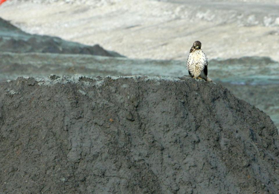 A hawk sits on top of a pile of coal fly ash that spilled from a retention pond at the TVA Kingston steam plant Dec. 17, 2009.