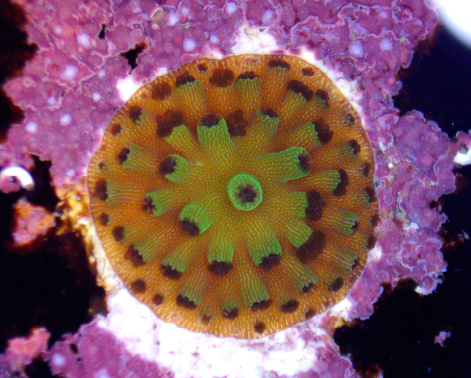 An elkhorn coral produced through assisted gene flow, showing vigorous growth and development. Cody Engelsma, <a href="http://creativecommons.org/licenses/by-nd/4.0/" rel="nofollow noopener" target="_blank" data-ylk="slk:CC BY-ND;elm:context_link;itc:0;sec:content-canvas" class="link ">CC BY-ND</a>