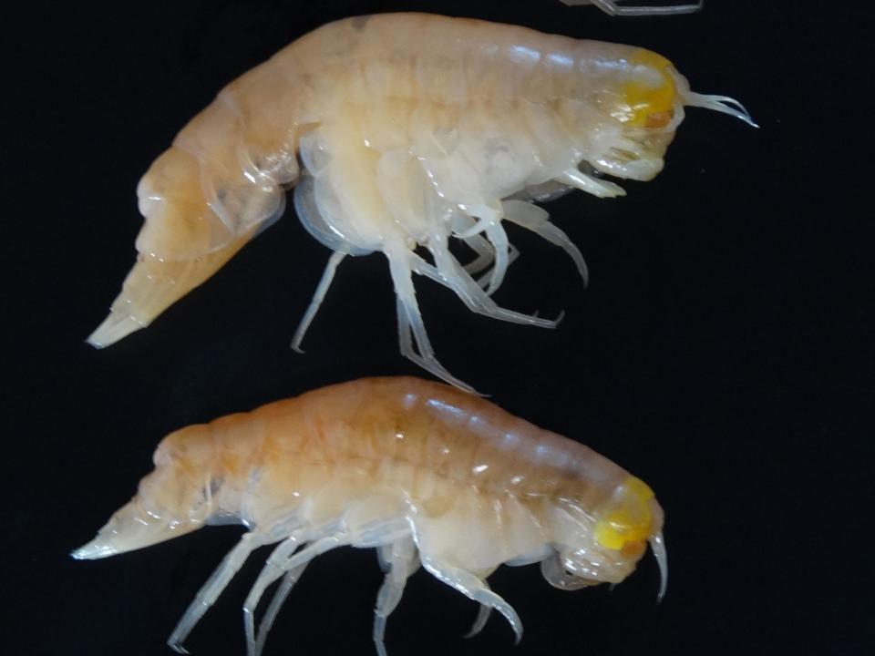 Hirondellea gigas, which are amphipods, taken from the Mariana Trench were found to contain high levels of persistent organic pollutants: Dr Alan Jamieson