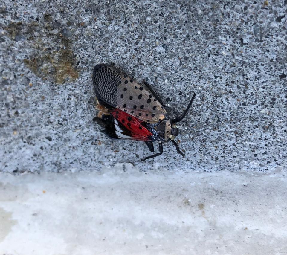 A squashed spotted lanternfly in Hoboken on Sept. 27, 2021