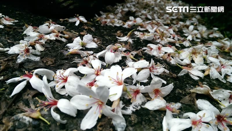 一路走上去，步道上總是鋪著滿滿的飄落的白色桐花。（圖／記者戴玉翔攝影）