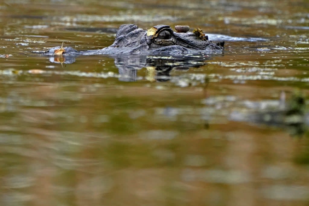 Louisiana Alligators (Copyright 2021 The Associated Press. All rights reserved.)