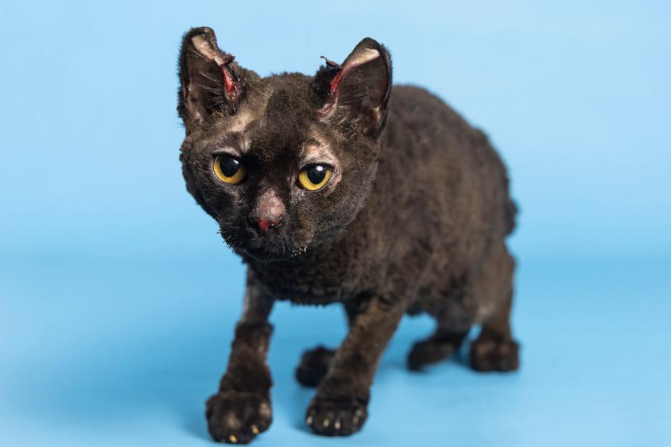<p>Arizona Humane Society</p> A stray cat has made a remarkable recovery after experiencing severe burns caused by a fire in downtown Phoenix.