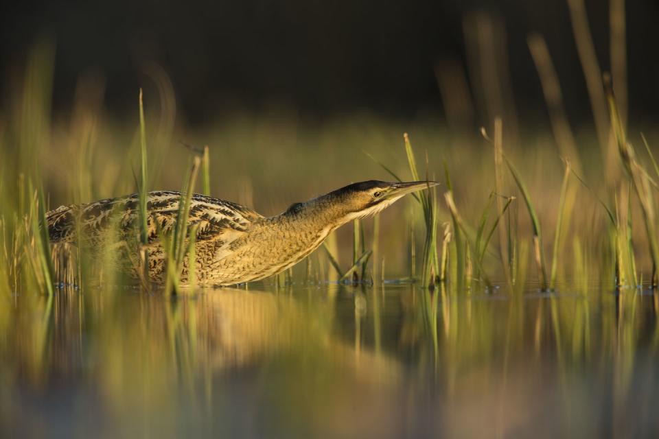 3) Bittern stalking for prey in the evening on the Norfolk Broads