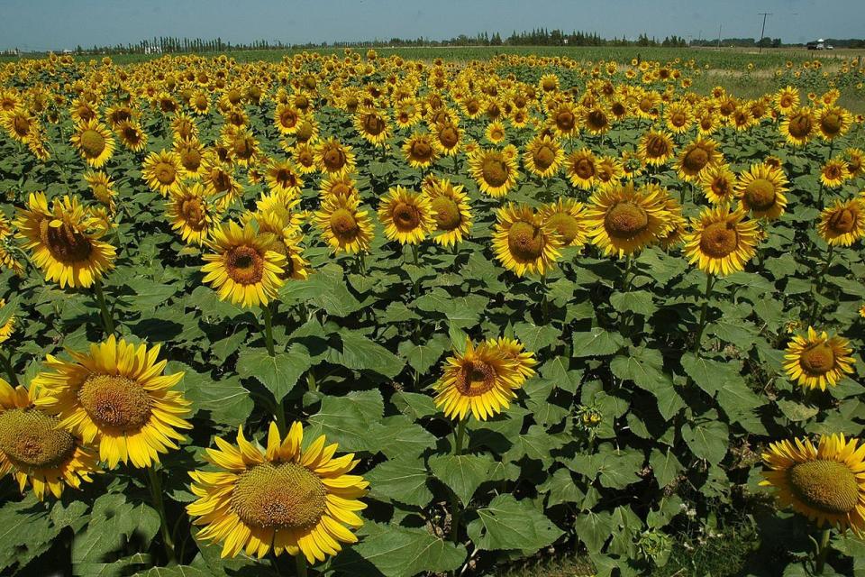 En el sudeste bonarense hay buenas posibiidades para el girasol