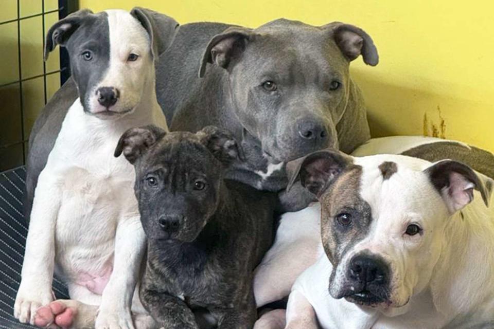 <p>Courtesy of Twenty Paws Rescue</p> Erica, the gray pit bull mix in the back, and Diamond (far right) with two of Erica