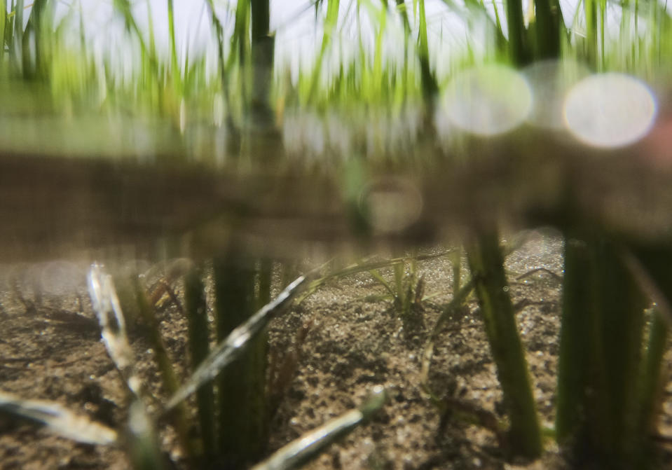 Rice fields grow as a dewatering pump gets water from a channel to irrigate it, in Mortara, Lomellina area, Italy, Monday, June 27, 2022. The worst drought Italy has faced in 70 years is thirsting the rice paddies of the river Po valley, jeopardizing the precious harvest of the Italian premium rice used for the tasty risotto. (AP Photo/Luca Bruno)