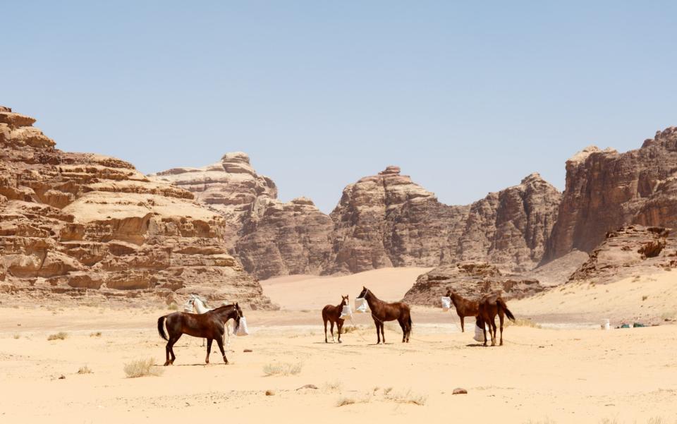Horses in Middle Eastern desert