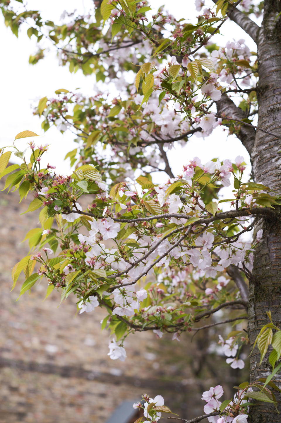 Close up of spring blossom on a tree