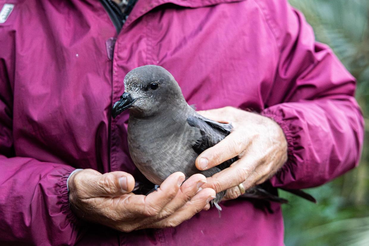 <span>Lord Howe Island tour guide Jack Shick holds a providence petrel. The island’s wildlife are potentially under threat from bird flu.</span><span>Photograph: Blake Sharp-Wiggins/The Guardian</span>