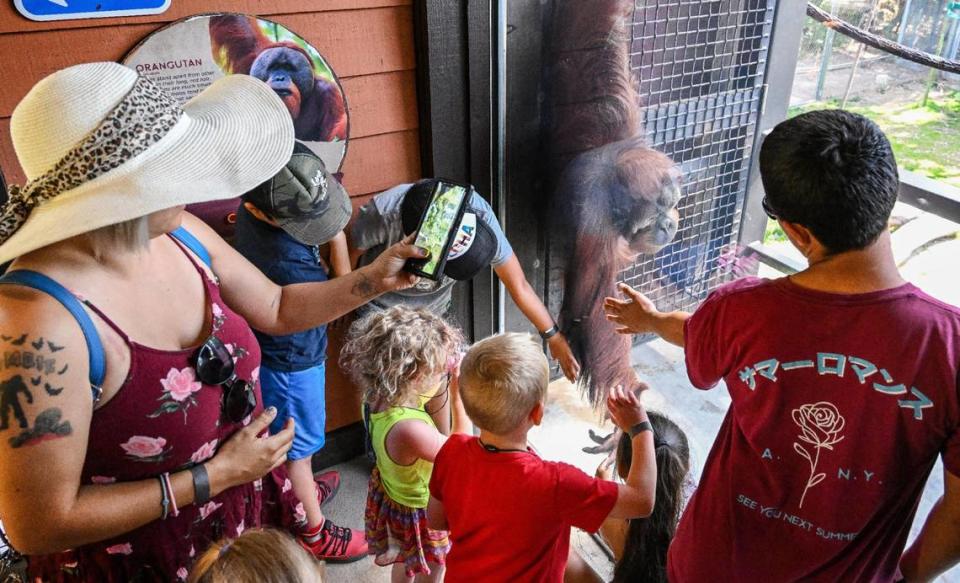 Guests get a close look through the glass at an orangutan in its exhibit inside the new Kingdoms of Asia section of the Fresno Chaffee Zoo that opened to the public on Saturday, June 3, 2023. CRAIG KOHLRUSS/ckohlruss@fresnobee.com