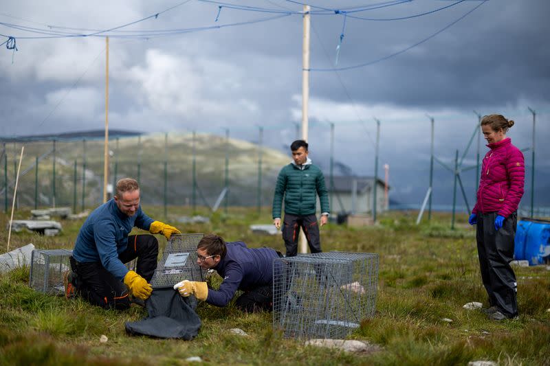 The Wider Image: Norway gives Arctic foxes a helping hand amid climate woes