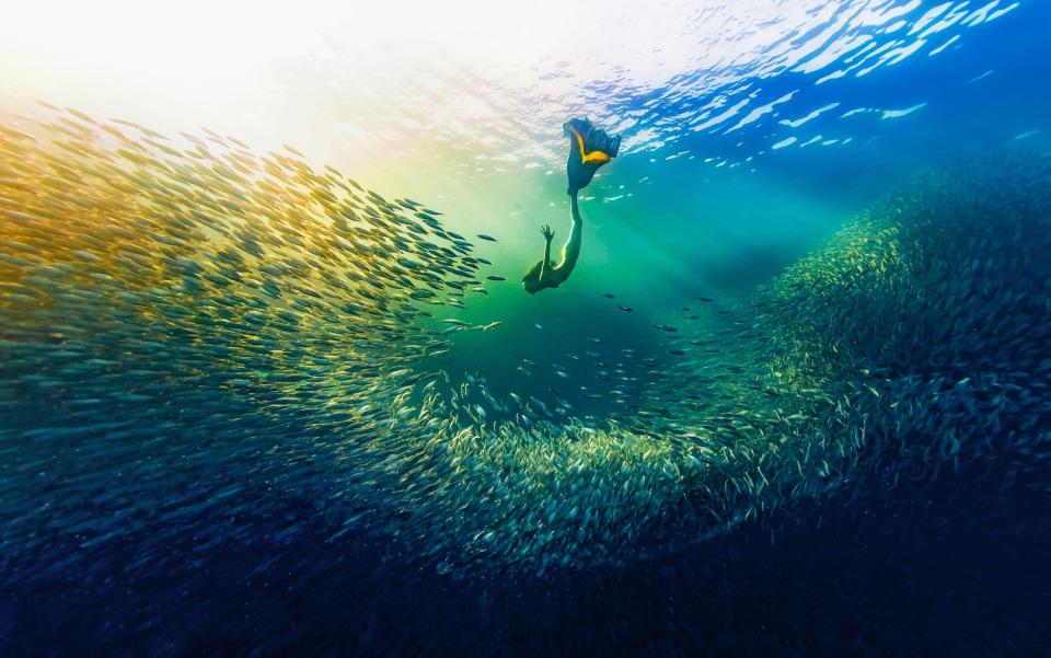 A freediver with her customised fishtail swims amidst a school of sardines.