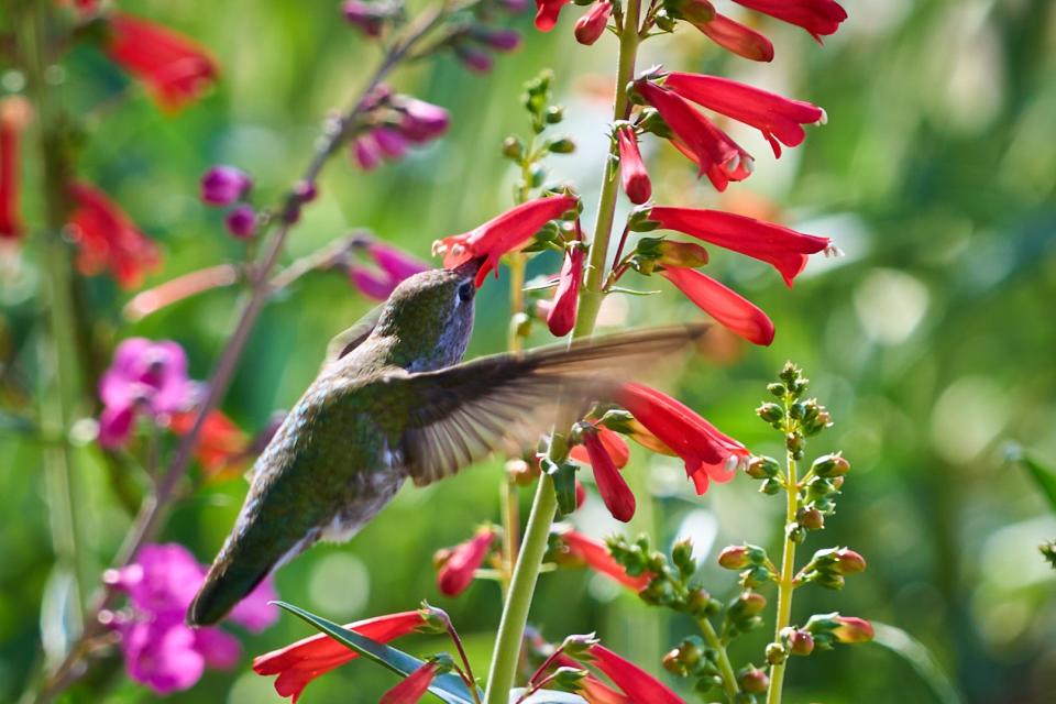 A hummingbird pollinates the firecracker penstemon in Noelle Johnson's front garden on Feb. 20, 2023. According to Johnson, hummingbirds like red flowers and ones with long tube shapes like the Firecracker Penstemon.