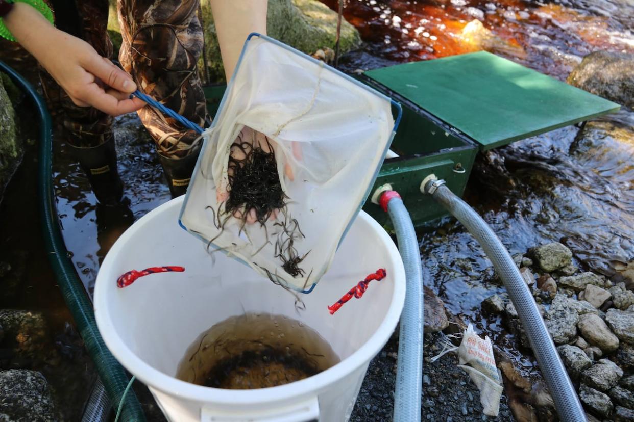 The Assembly of Nova Scotia Mi'kmaq Chiefs's proposal said Mi'kmaw communities should have a 3,600-kilogram total allowable catch of elvers in 2024, or 36 per cent of the allotted 9,960-kilogram annual Maritime quota. (Richard Cuthbertson/CBC - image credit)