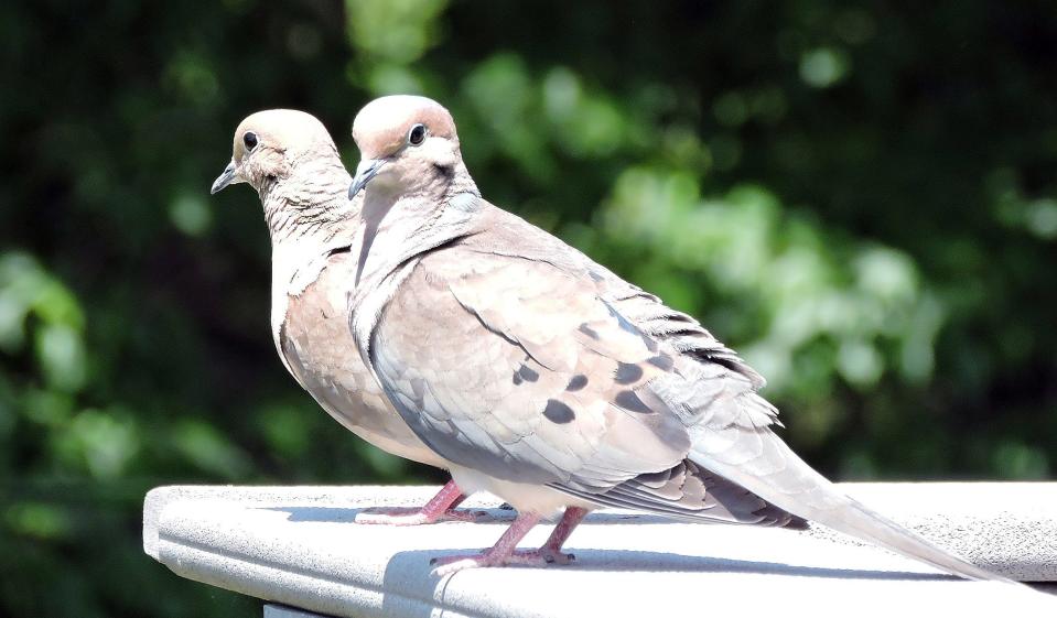 The Pennsylvania Game Commission believes there are more than 350 million doves in the United States. Pennsylvania hunters can pursue the game birds between Sept. 1  and Nov. 24 and Dec. 19 through Jan. 6.