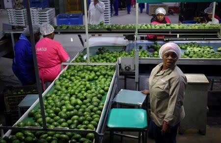 Workers sort avocados at a farm factory in Nelspruit in Mpumalanga province, about 51 miles (82 km) north of the Swaziland border, South Africa, June 14, 2018. Picture taken June 14, 2018. REUTERS/Siphiwe Sibeko