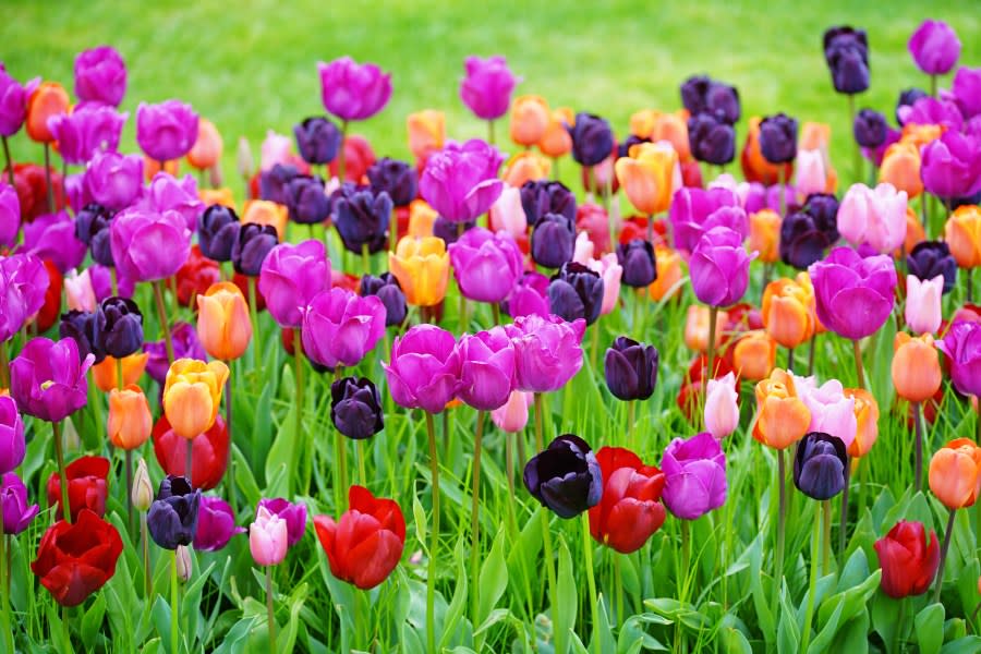 Close-up of multi colored tulips in field,Wisley,Woking,United Kingdom,UK – stock photo (Wayne Gerard Trotman – Getty Images)