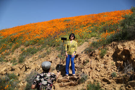 A woman poses for a selfie photo in a super bloom of poppies in Lake Elsinore, California, U.S., February 27, 2019. REUTERS/Lucy Nicholson