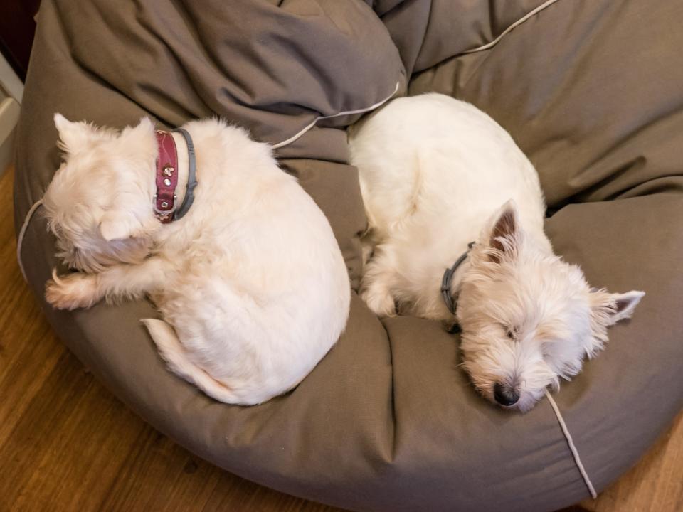 dogs puppies sleeping beanbag