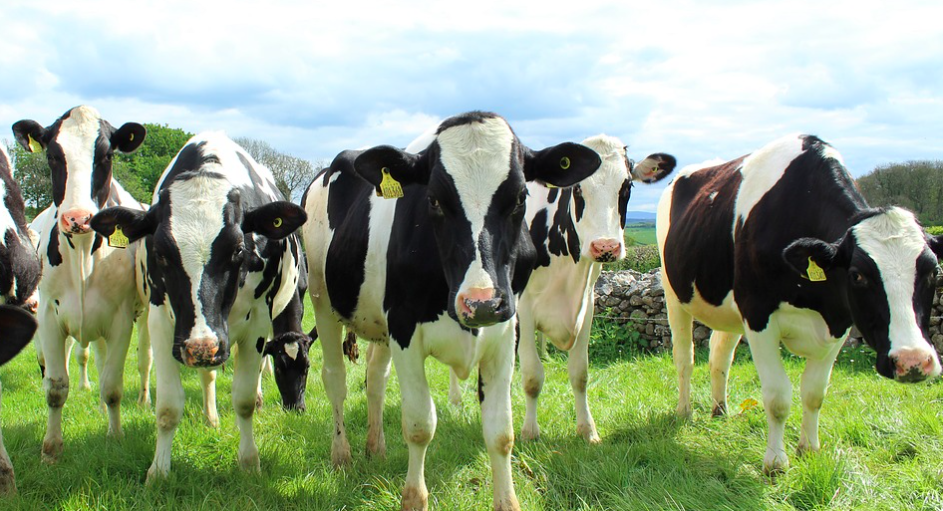 <em>A case of Mad Cow Disease has been identified on a farm in Aberdeenshire (Pixabay/stock photo)</em>