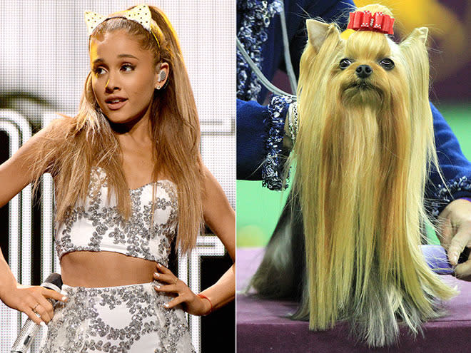 ARIANA GRANDE & YORKSHIRE TERRIER