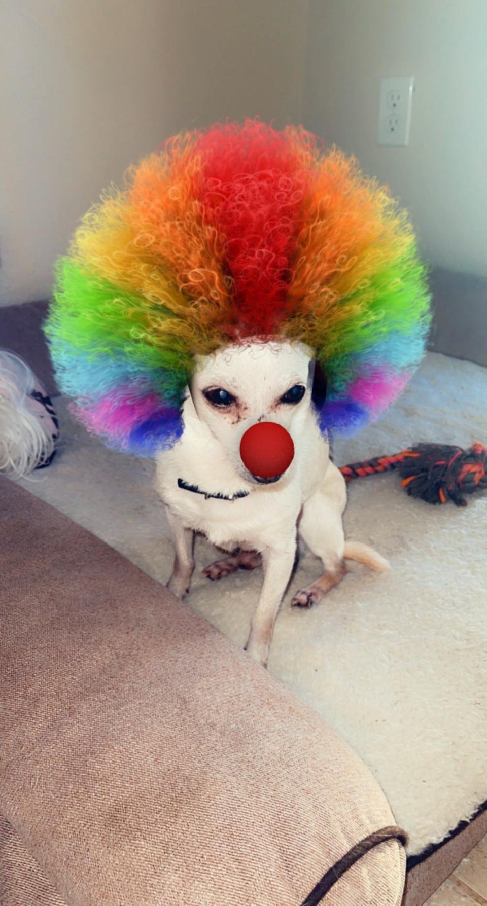 TobyKeith, a 21-year-old chihuahua in Greenacres, Florida, is once again the world's oldest living dog, Guinness World Records says. Here he is representing LGBTQ Pride Month.