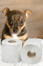 You should start toilet training as soon as puppy comes home. They will want to eliminate soon after eating, drinking or waking. When you see signs such as sniffing the floor and turning in circles, get them outside onto the lawn and use a set phrase – I simply say ‘wee wee’. When it happens, praise them verbally and give them a cuddle. Ignore mistakes indoors and only reprimand when you catch them in the act. Kittens, purchased at 12 weeks, are much easier as they have already been toilet trained by their mother. Initially, use the same litter as the breeder, and make any changes gradually. Keep the tray in a quiet place and sieve daily or clean at least every second day using a mixture of one part vinegar to three parts water.