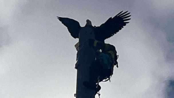 PHOTO: In this photo posted to the FaceBook account of the Macclenny Fire and Rescue Department, the impaled eagle is shown. (Macclenny Fire and Rescue Department/FaceBook)