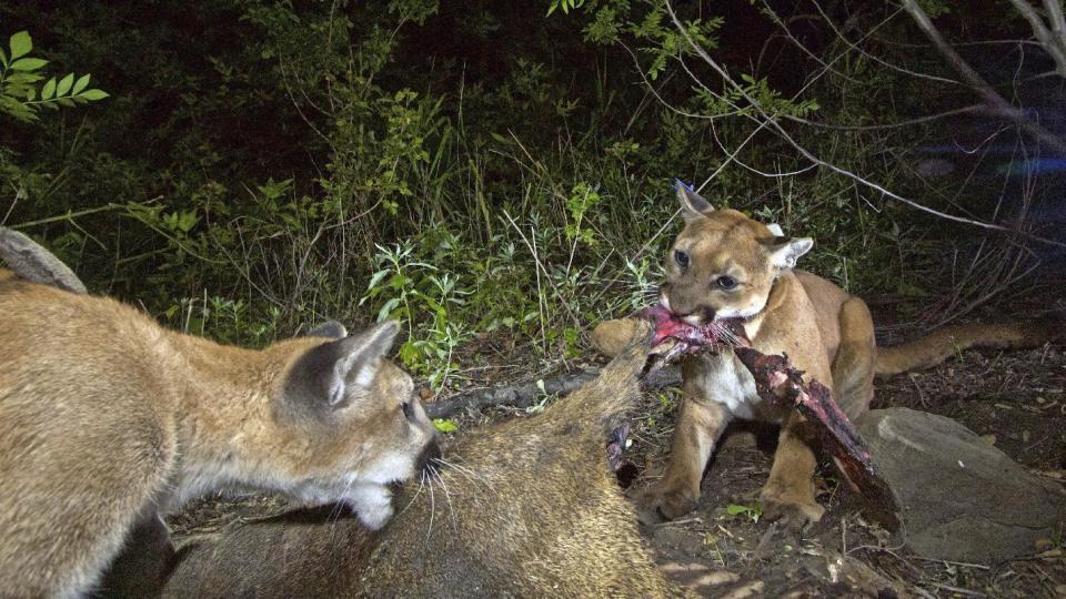 FILE - This May 30, 2015 file photo from a National Park Service remote camera shows an adult female mountain lion, known as P-39, right, and one of her kittens while feeding in the Santa Susana Mountains north of the Los Angeles metropolitan area. An orphaned mountain lion has been struck and killed on the same stretch of Los Angeles-area freeway where her mother and one of her two siblings were killed separately in the past two months. NPS researchers identified it as a kitten designated P-51. It's not known if P-51 is seen in this photo. P-39 was fatally struck on the same freeway Dec. 3, 2016, and the sibling, P-52, was killed on Dec. 20. (National Park Service via AP, File)