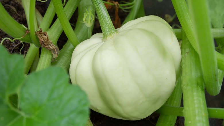 Growing white acorn squash