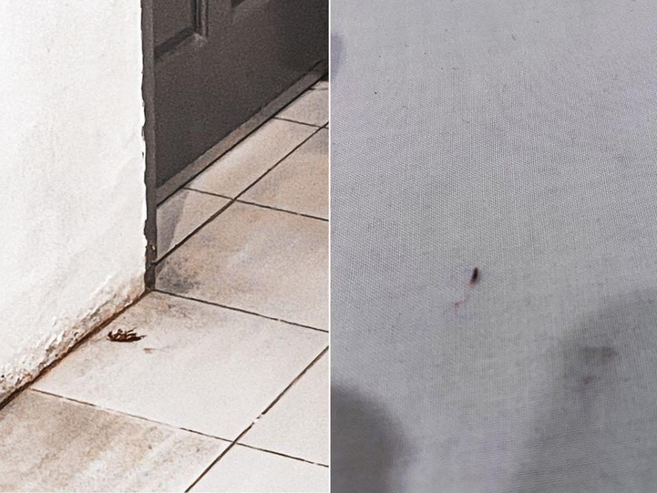 A composite of images of a cockroach next to a door in a corridor next to the image of a fly on the author's bed.