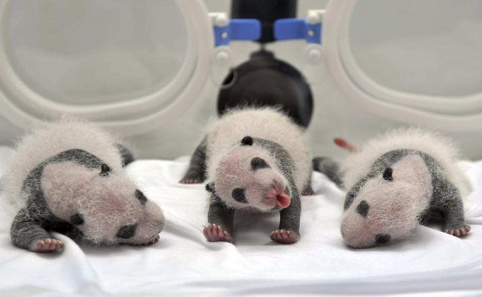 RNPS - REUTERS NEWS PICTURE SERVICE - PICTURES OF THE YEAR 2014 - ODDLY Newborn giant panda triplets, which were born to giant panda Juxiao (not pictured), are seen inside an incubator at the Chimelong Safari Park in Guangzhou, Guangdong province in this August 17, 2014 file photo. REUTERS/Stringer/Files (CHINA - Tags: ANIMALS SOCIETY TPX IMAGES OF THE DAY) CHINA OUT. NO COMMERCIAL OR EDITORIAL SALES IN CHINA