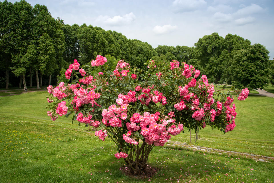 A rose bush