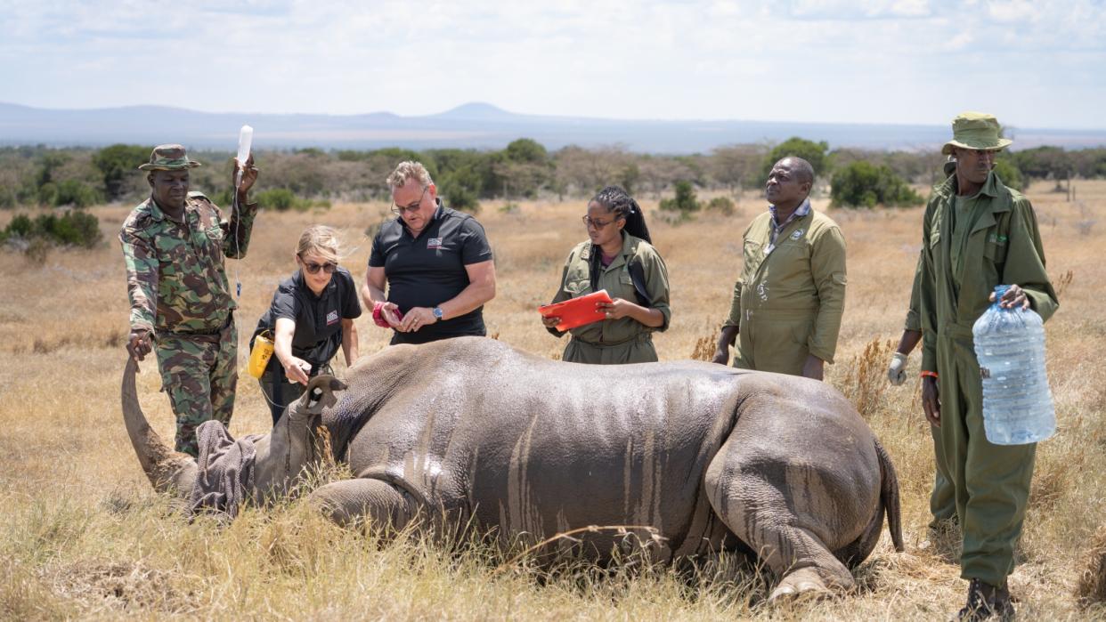  Researchers stand around a rhino. 