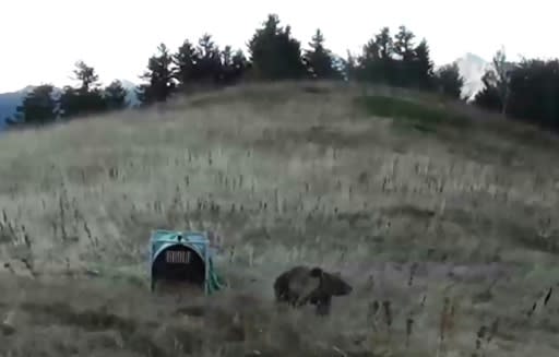 One of two brown bears from Slovenia released in the Pyrenees mountains in France in October 2018