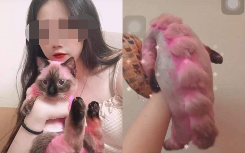 一名女大生將愛貓染成粉紅色，引起網友撻伐。（翻攝自貓咪也瘋狂俱樂部）