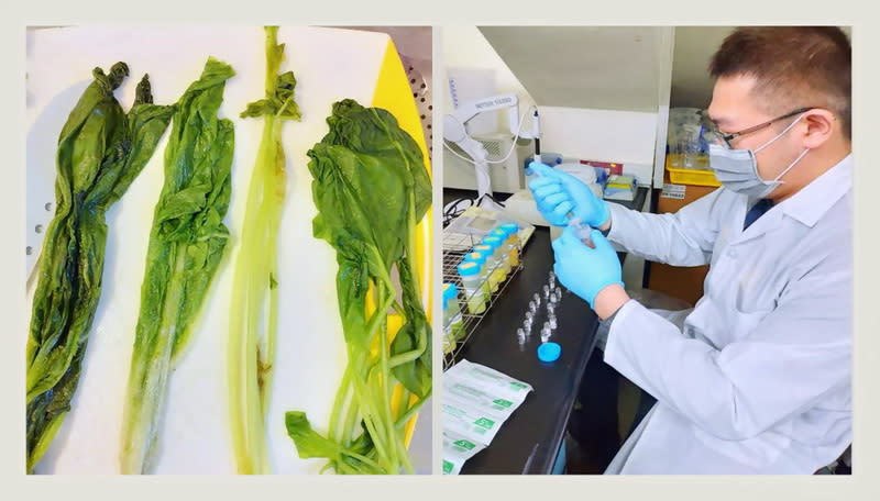 實驗人員檢測蔬菜中的硝酸鹽與亞硝酸鹽。（圖／取自陽明交通大學網站）