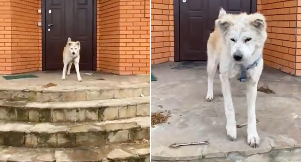 Pictured is Tetiana's dog, Reeny, waited for her outside their home.