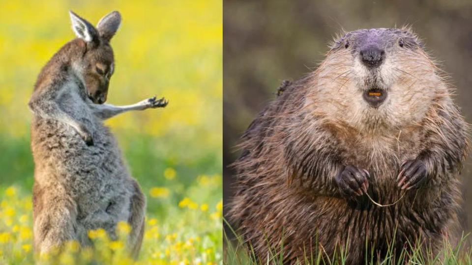 袋鼠彈空氣吉她、河貍用牙線。（圖／翻攝自 搞笑野生動物攝影獎）