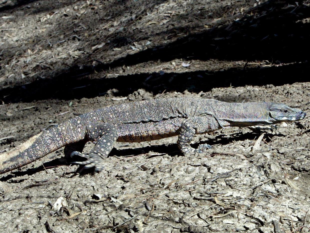 Goanna lizard