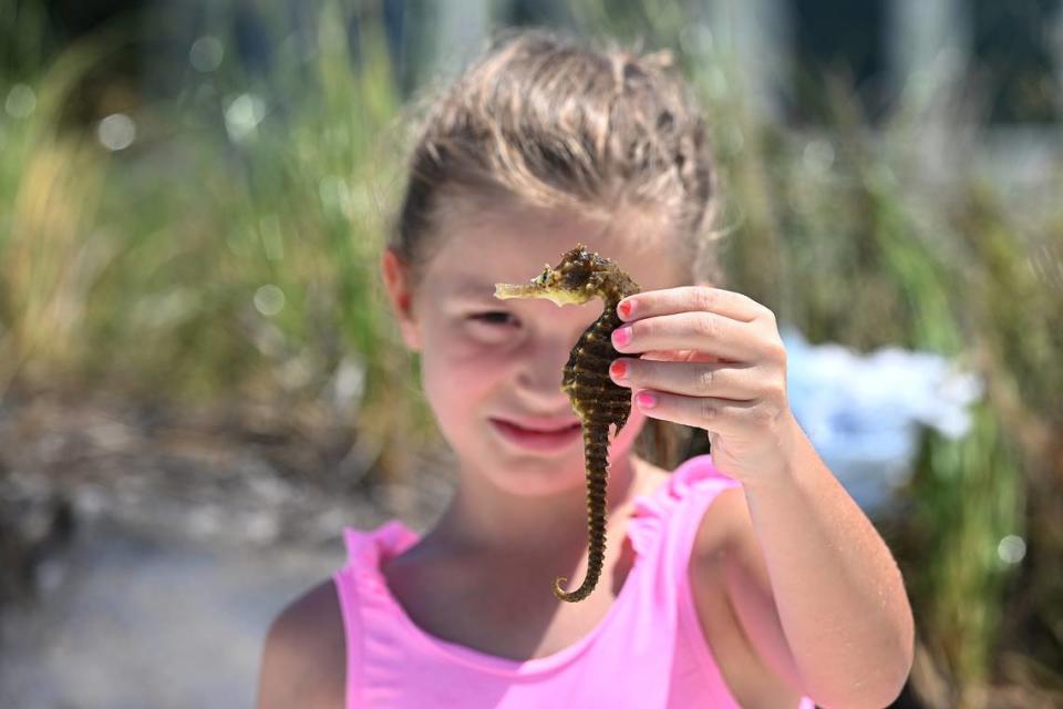 Elise Ohms, 7, holds up a seahorse she found on the beach on the northern end of Anna Maria Island after Hurricane Idalia passed on August 31, 2023.