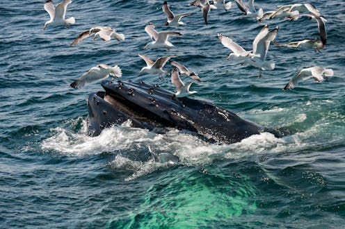 <span class="caption">A humpback whale surfaces for a chat.</span> <span class="attribution"><a class="link " href="https://www.shutterstock.com/image-photo/humpback-whale-megaptera-novaeangliae-1059881567" rel="nofollow noopener" target="_blank" data-ylk="slk:Jay Ondreicka/Shutterstock;elm:context_link;itc:0;sec:content-canvas">Jay Ondreicka/Shutterstock</a></span>