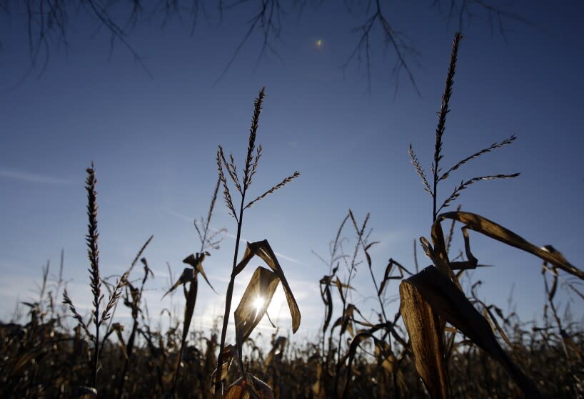 Corn stalks are seen in a field on Penn State University land in State College, Pa., Wednesday, Dec. 3, 2008. (AP Photo/Carolyn Kaster)