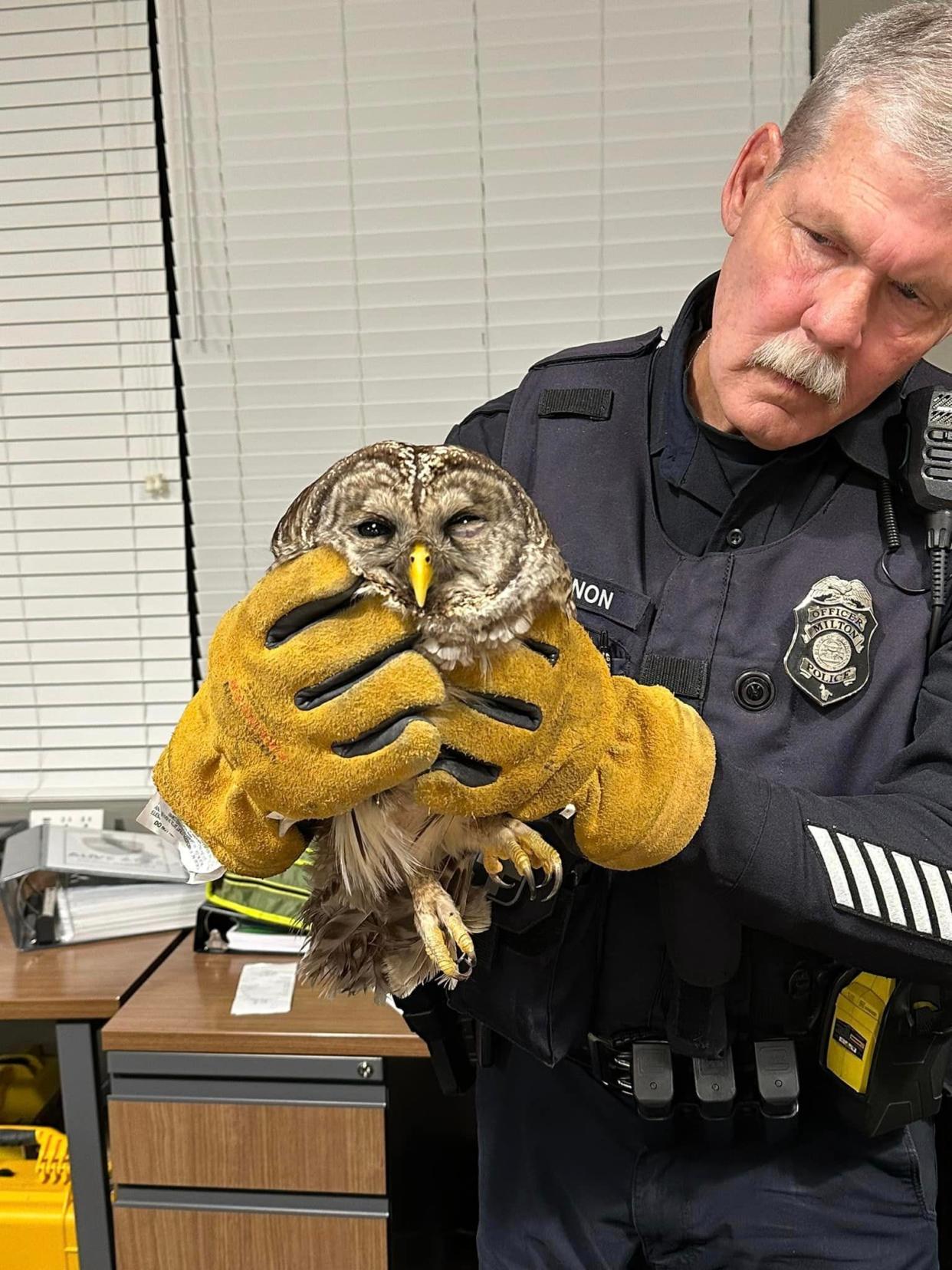 A police officer in Milton, George helped save an owl who had been hit by a car on December 22.