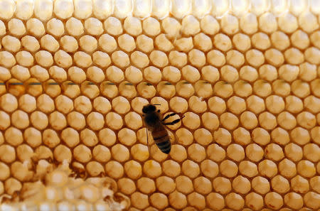 A bee flies at one of the hives in a farm in Shibin El Kom, Al- Al-Monofyia province, northeast of Cairo, Egypt November 30, 2016. Picture taken November 30, 2016. REUTERS/Amr Abdallah Dalsh