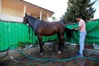 A youth cleans a horse in the Israeli Arab city of Umm al-Fahm August 16, 2016. Picture taken August 16, 2016. REUTERS/Ammar Awad