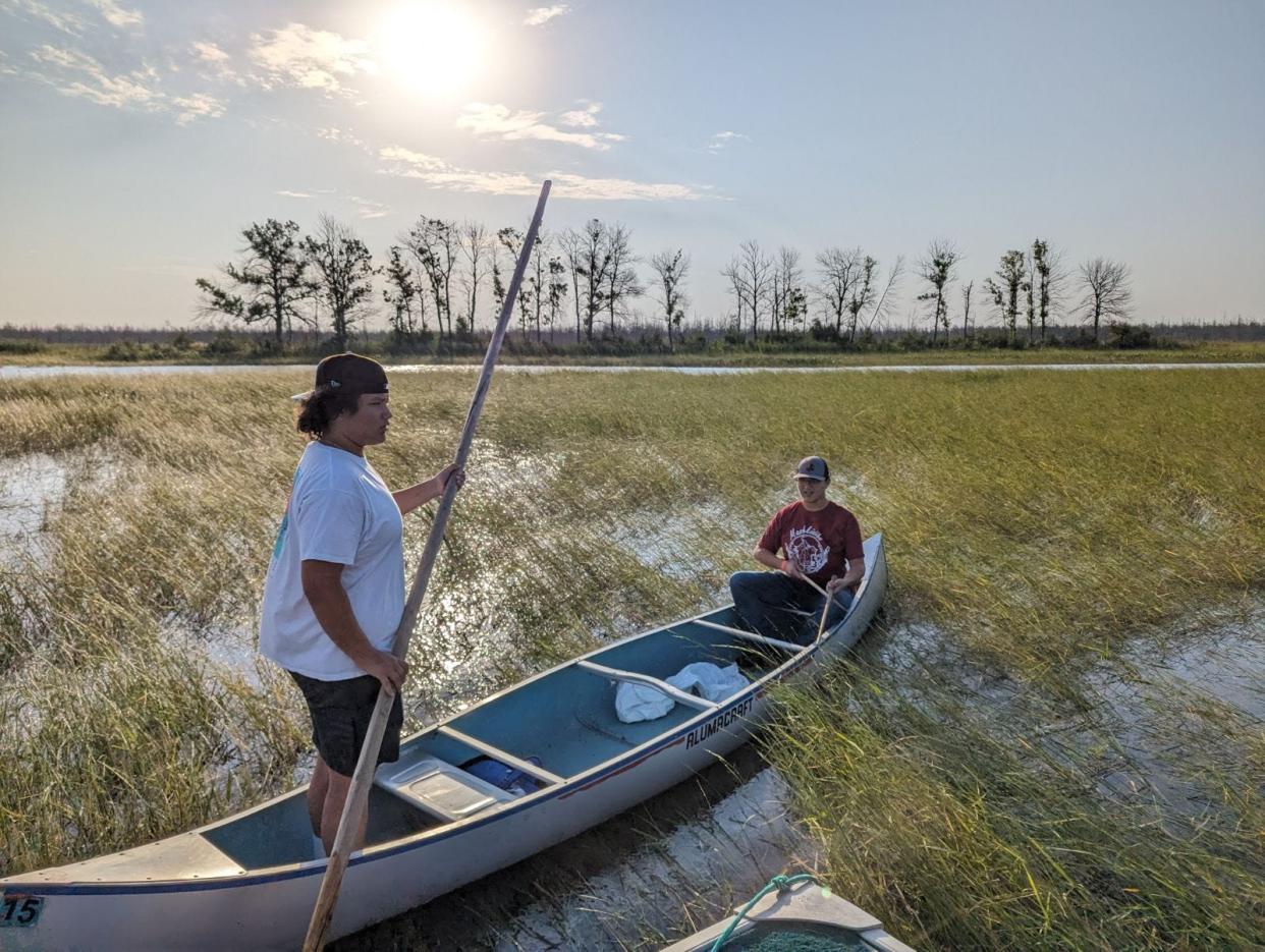 Ben Connors, Jr., 18, and his brother, Brayden Connors, 16, harvest wild rice on the Kakagon Sloughs on the Bad River Ojibwe Reservation in far northern Wisconsin.